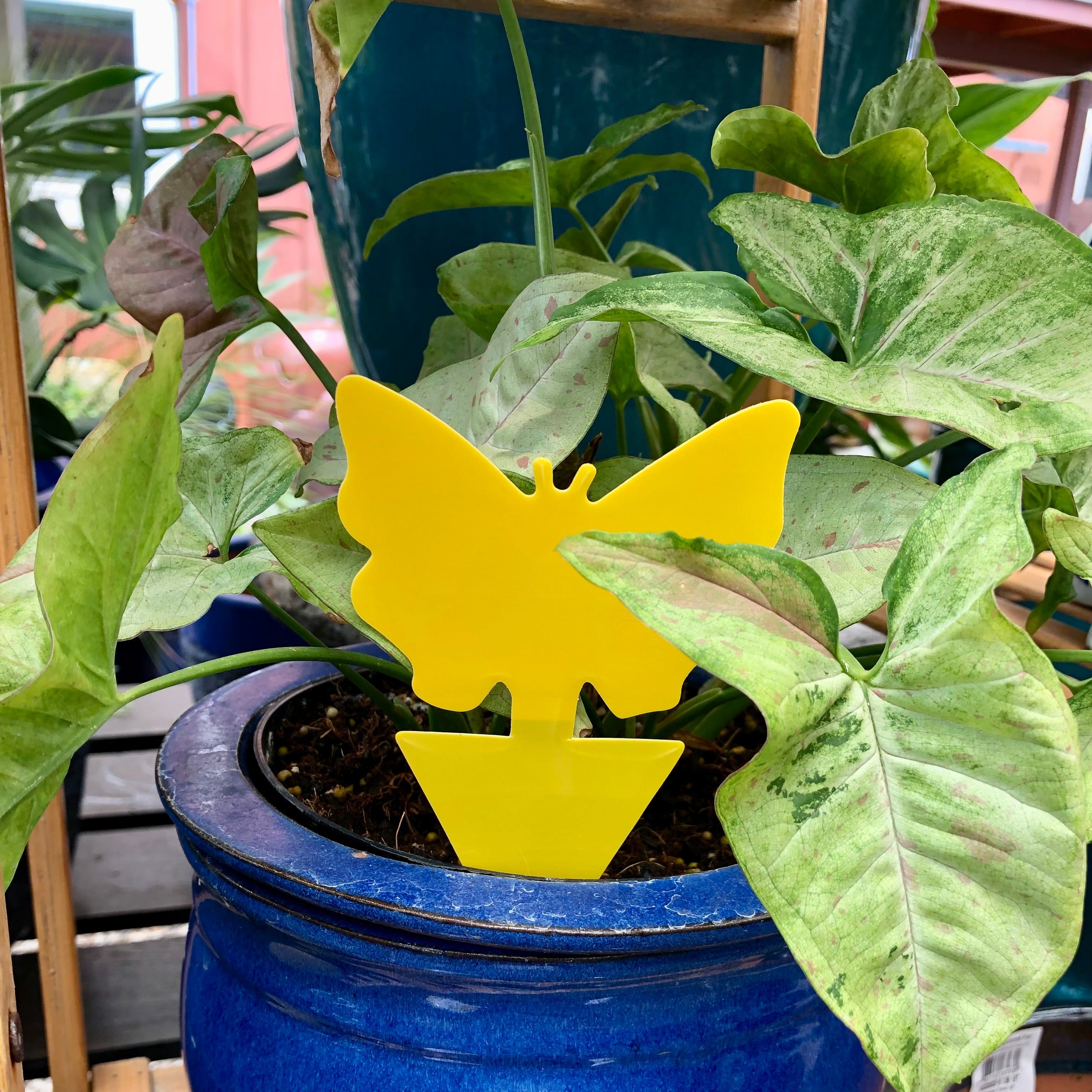 Sticky Insect Traps – Mari's Gardens