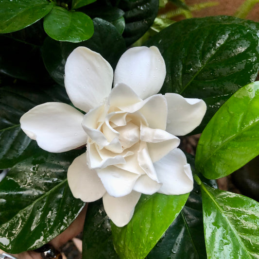 Gardenia, "Nanu"