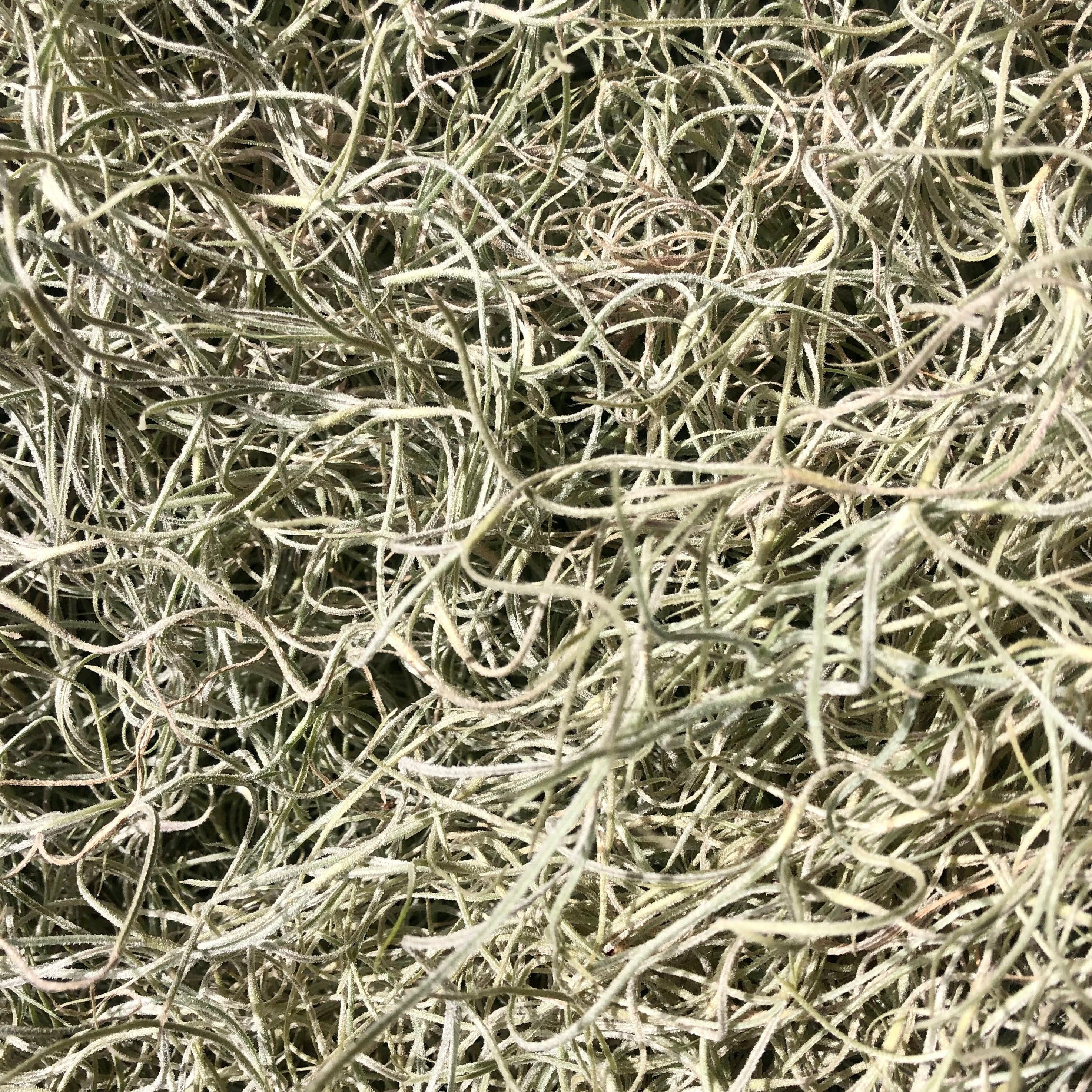 Spanish Moss, Pele's Hair – Mari's Gardens