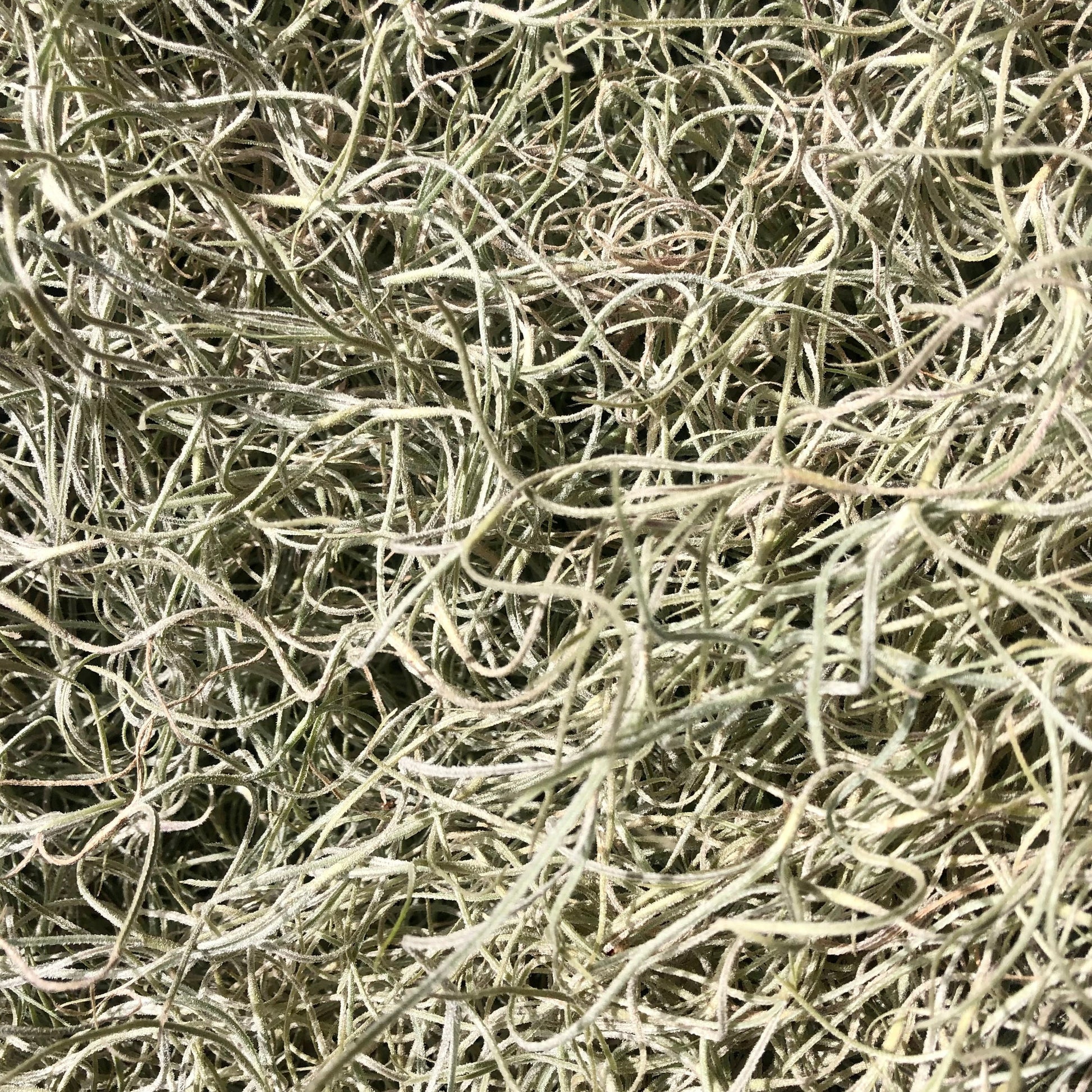 pele's hair air plant Tillandsia usneoides (Pele's Hair) – Mari's Gardens