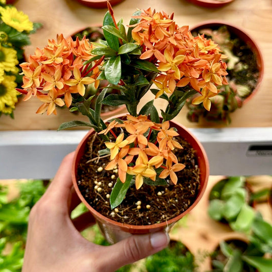 Ixora coccinea, 'Sunset'