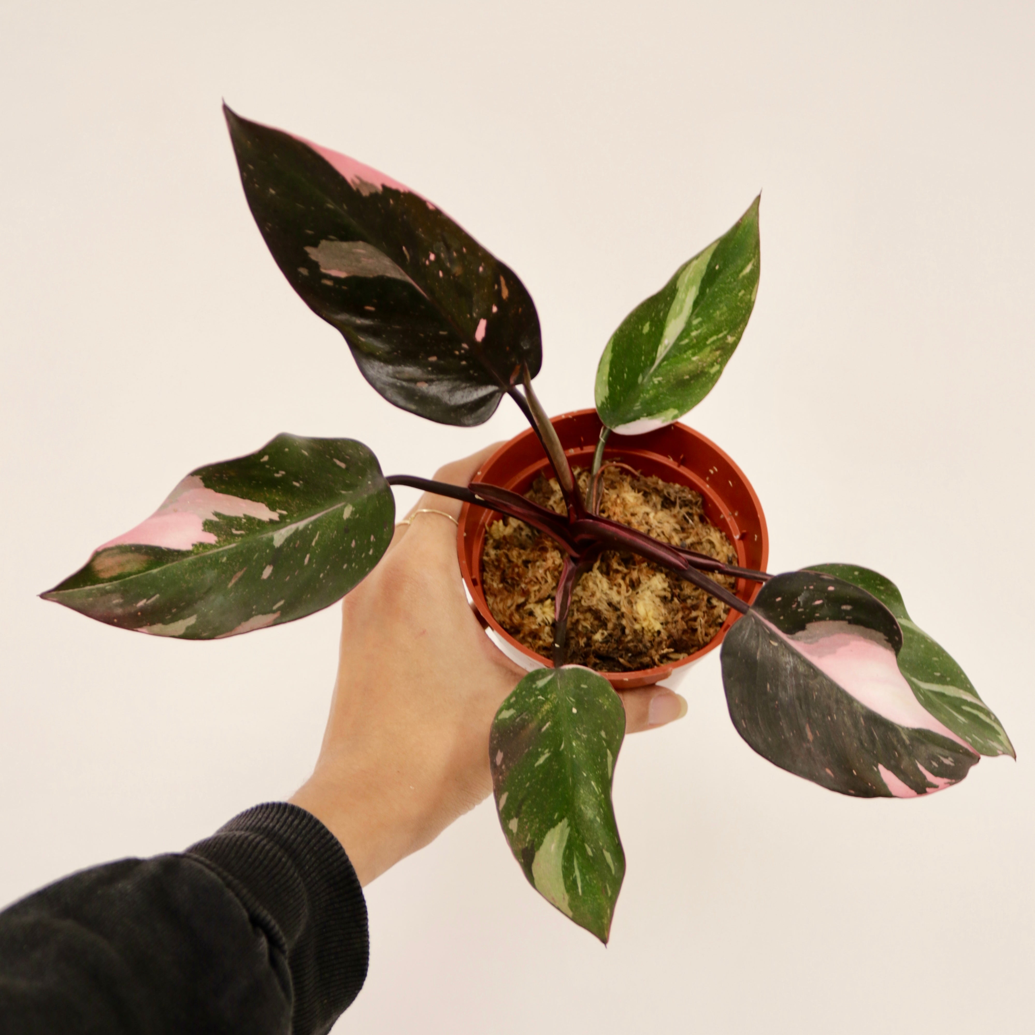 Rare Philodendron 'Pink Princess' 6" Pot / Nursery Pot