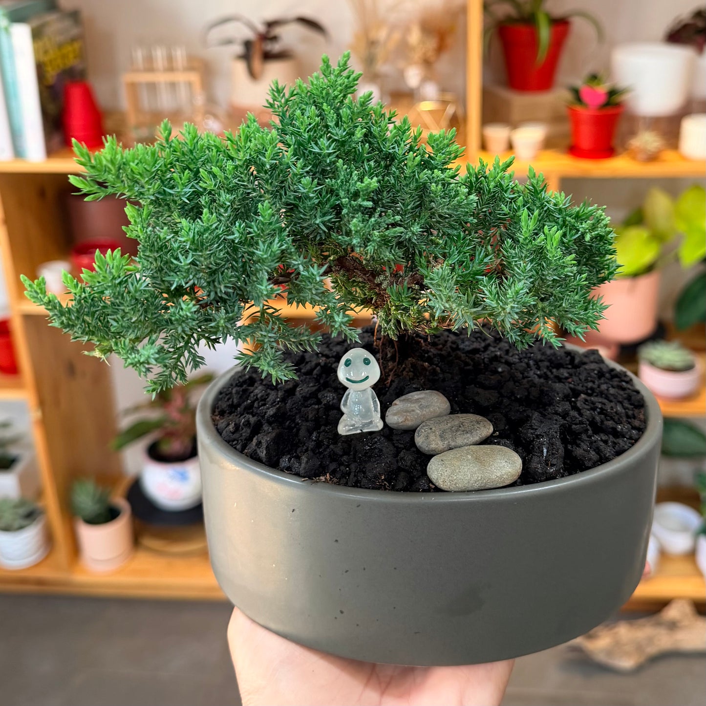 Bonsai - Juniper 'Nana' in Ceramic Planter