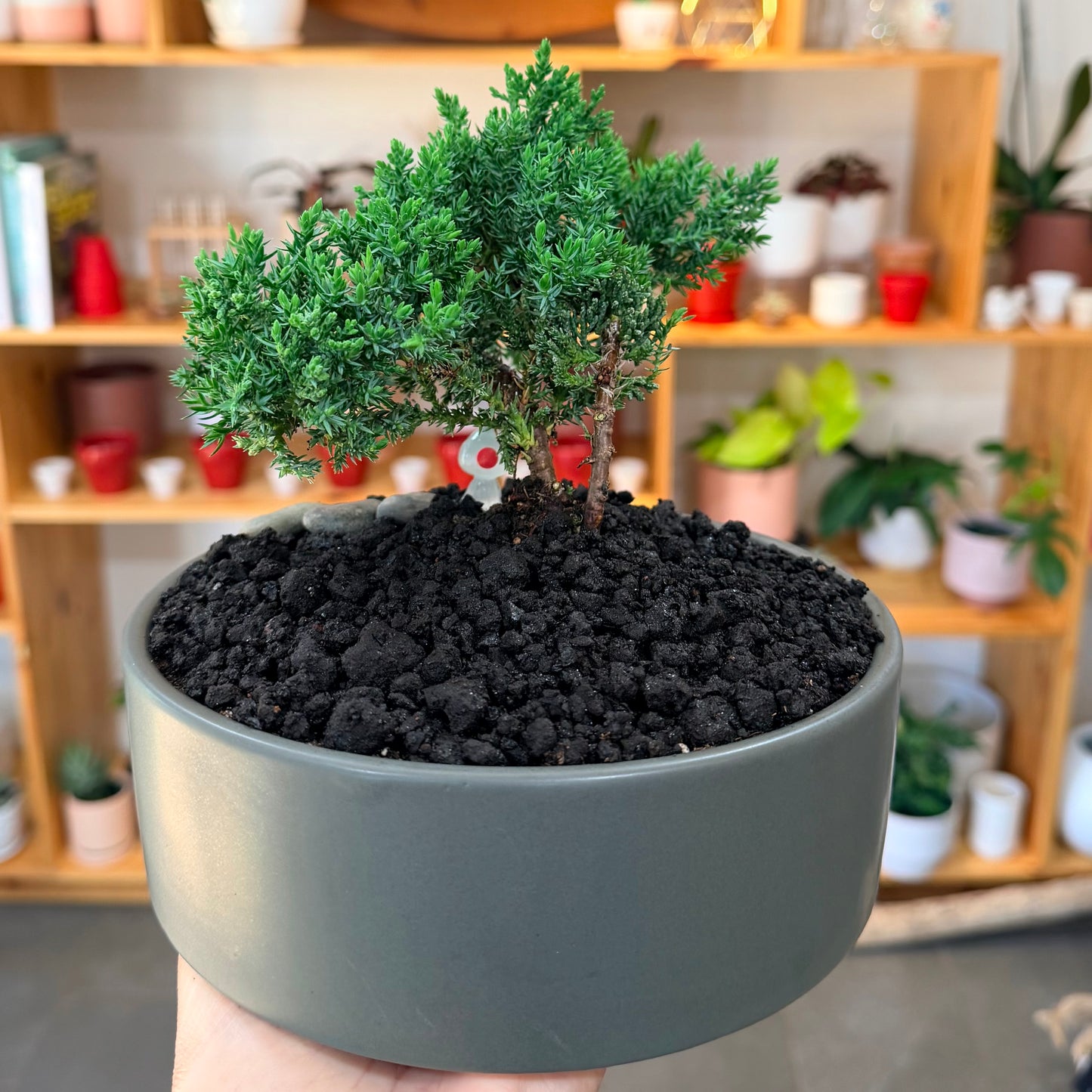 Bonsai - Juniper 'Nana' in Ceramic Planter