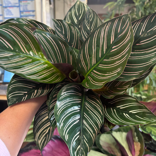 Calathea ornata, "Pinstripe"