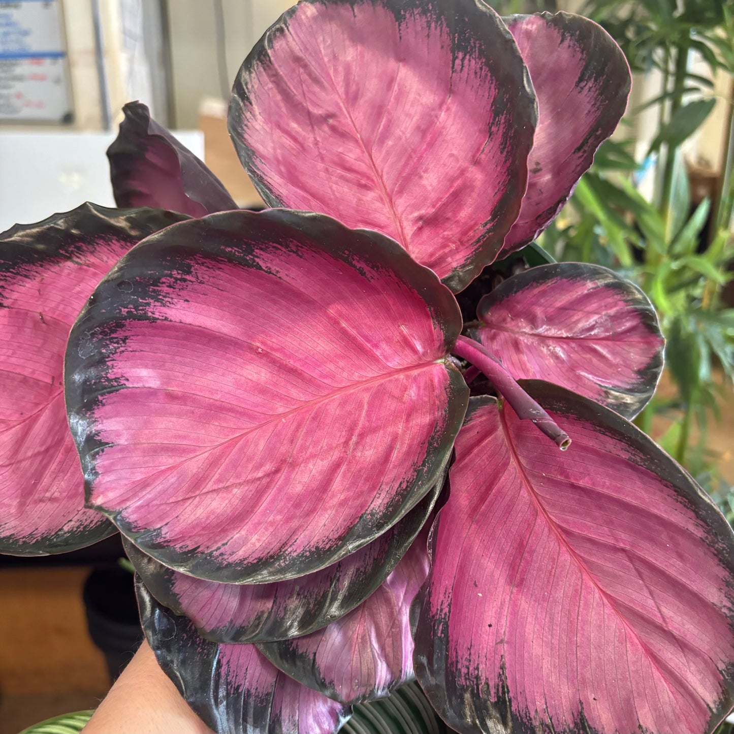 Calathea roseopicta, "Rosy"