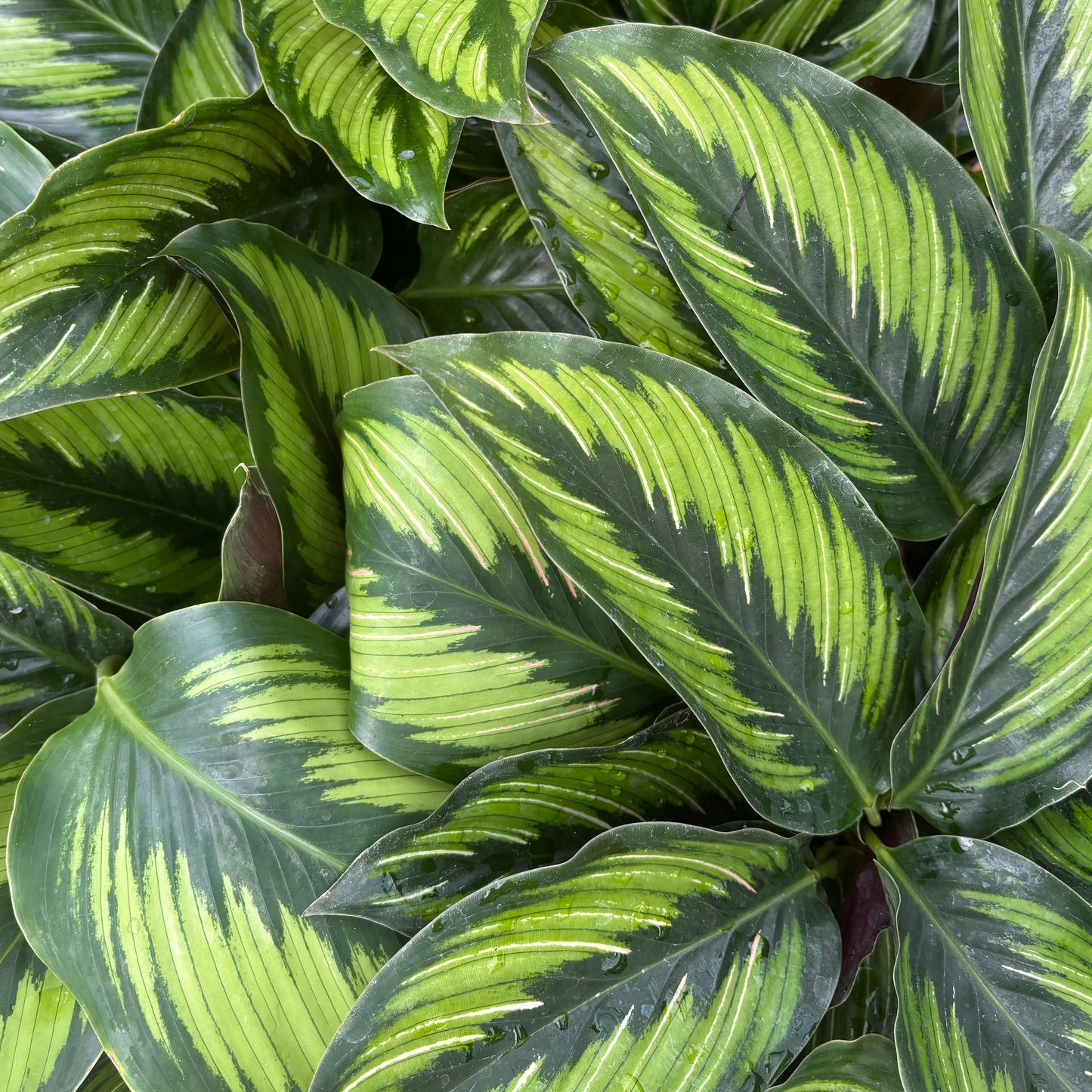 Calathea ornata, "Beauty Star"