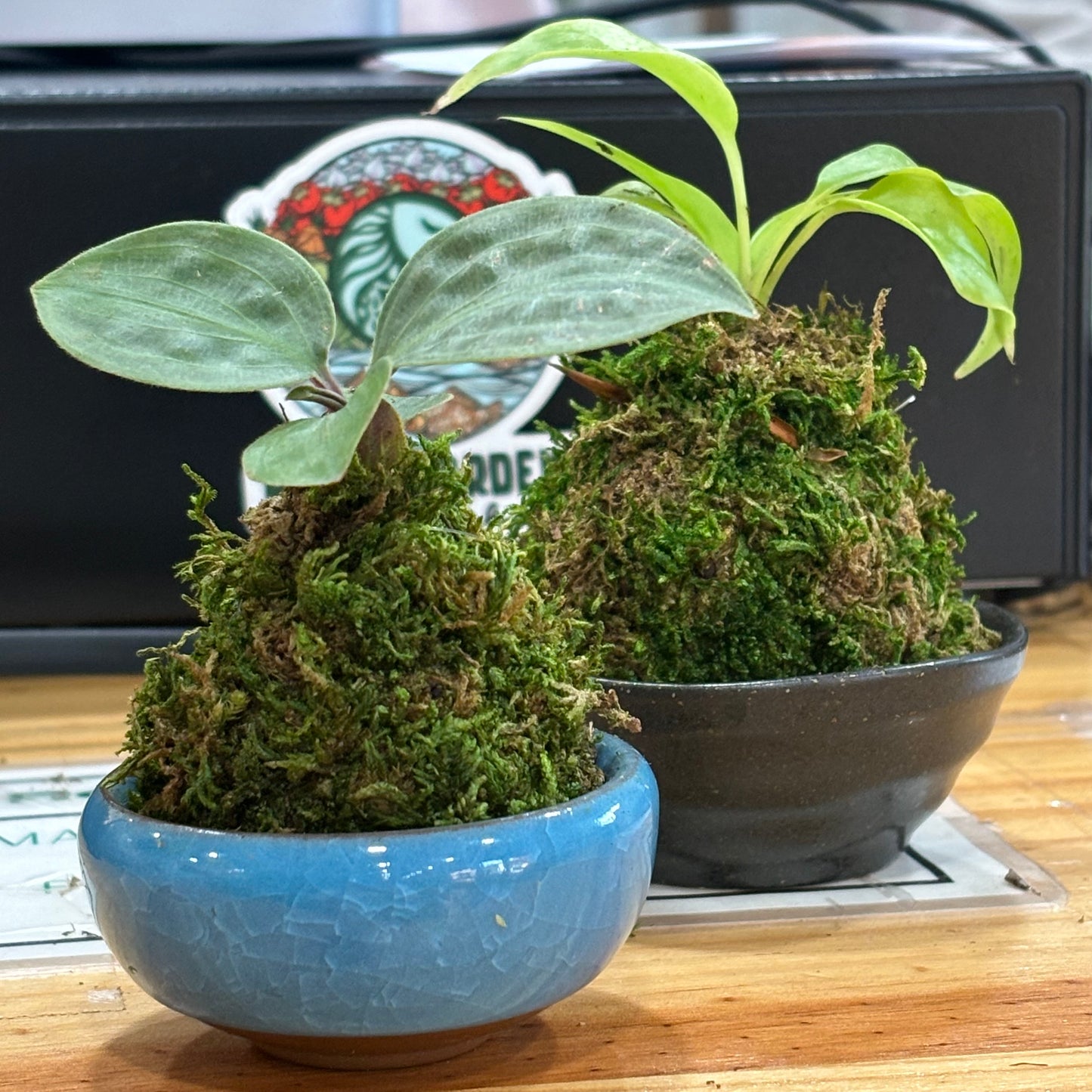 Kokedama