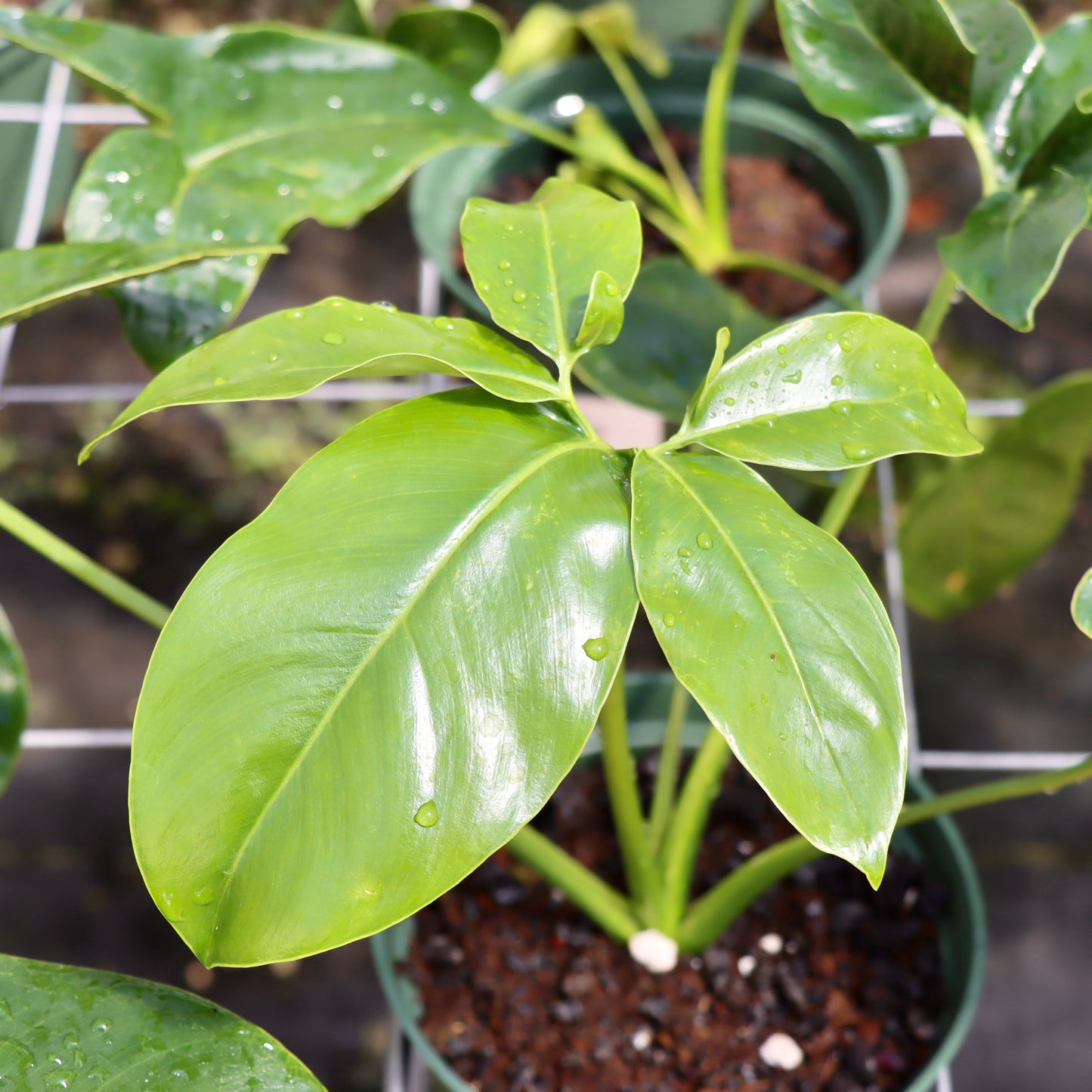 Philodendron goeldii