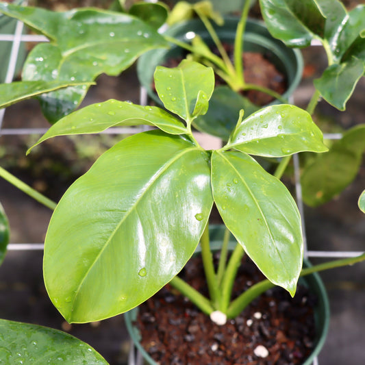Philodendron goeldii