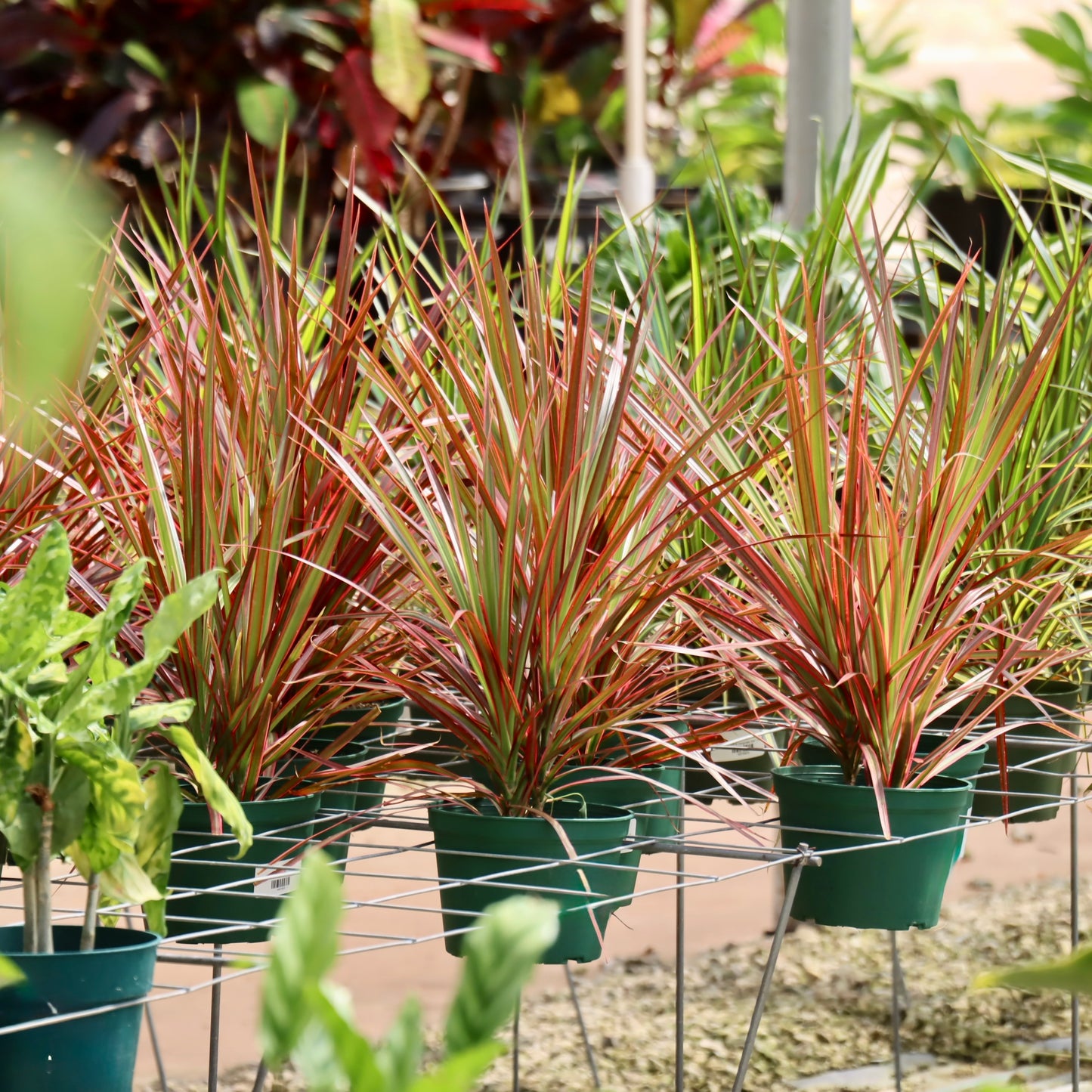 Dracaena marginata 'Colorama'