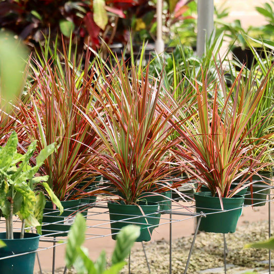 Dracaena marginata 'Colorama'