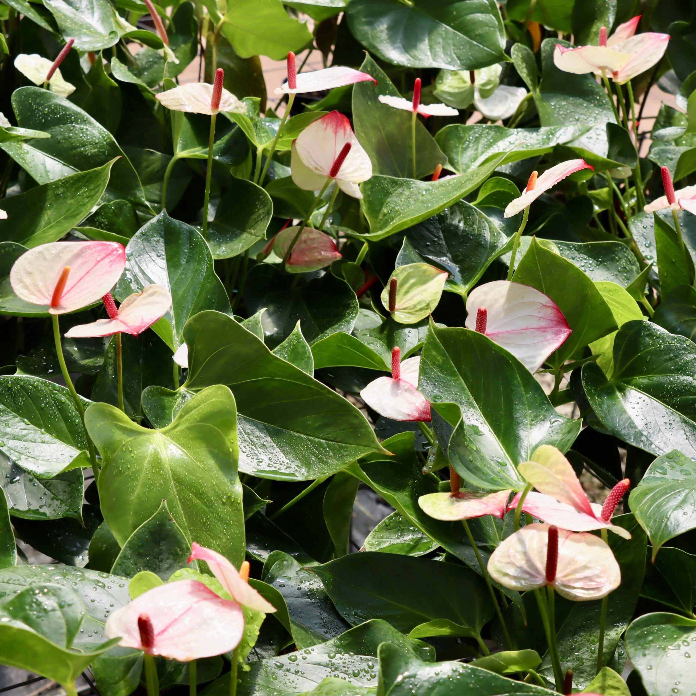 anthurium mystica88×RVDP株分 写真の5枚目が元株 anthurium mystica88