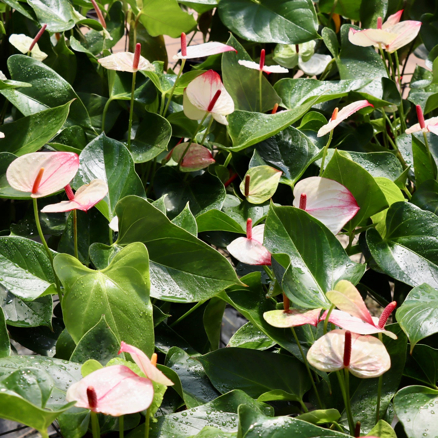 Anthurium 'Mystique'