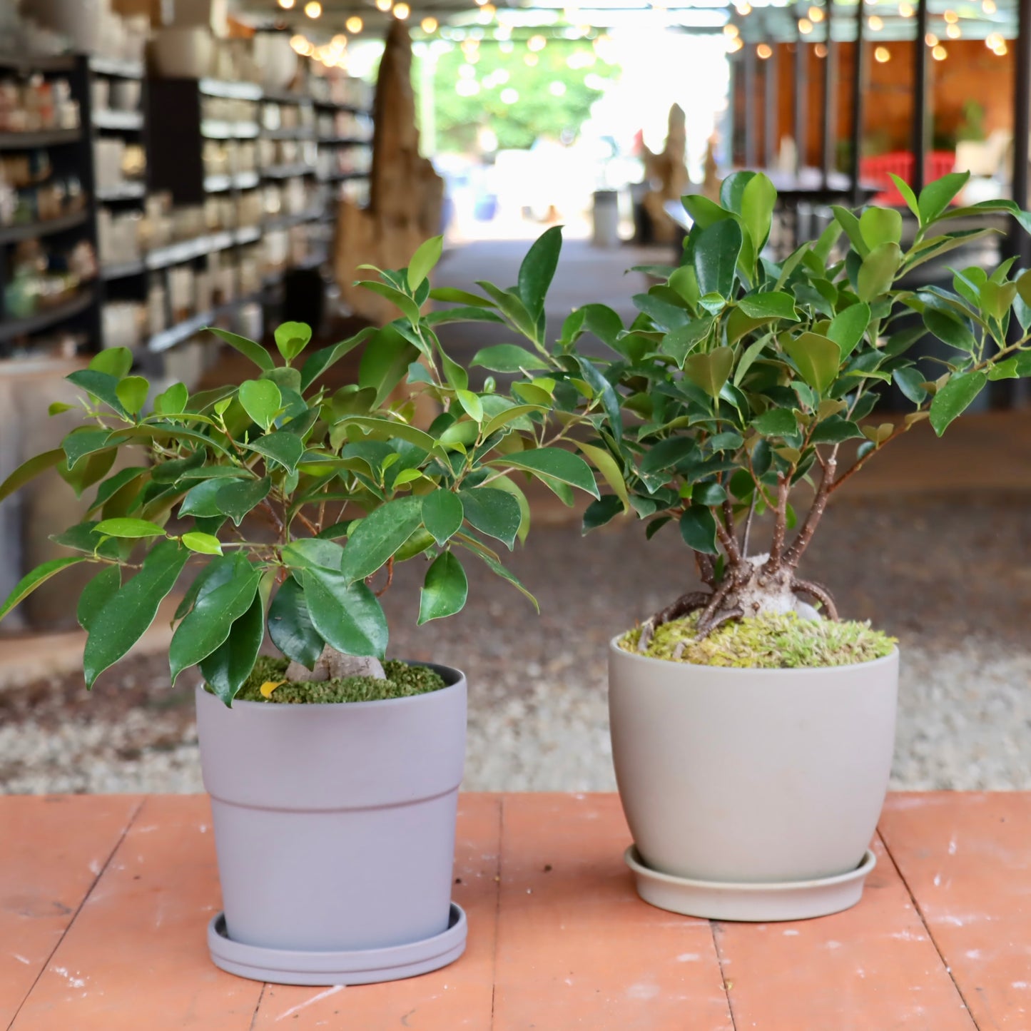 Bonsai - Ficus ginseng Tree in Ceramic Planter