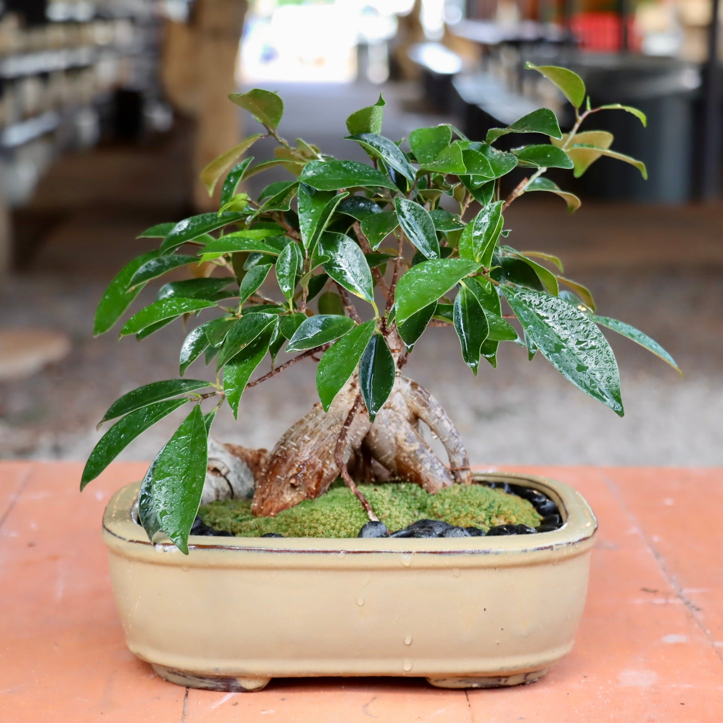 Bonsai - Ficus ginseng Tree in Ceramic Planter