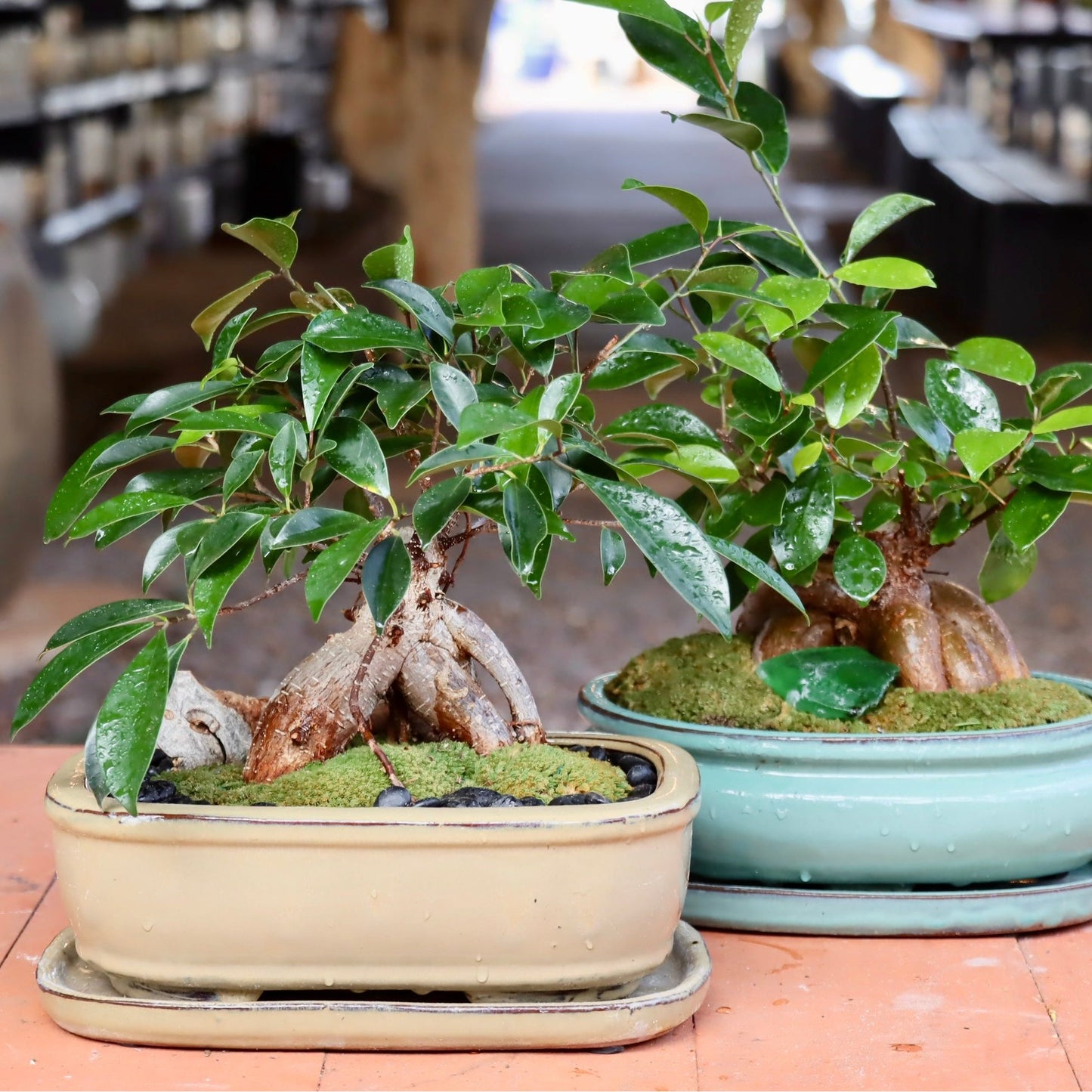 Bonsai - Ficus ginseng Tree in Ceramic Planter