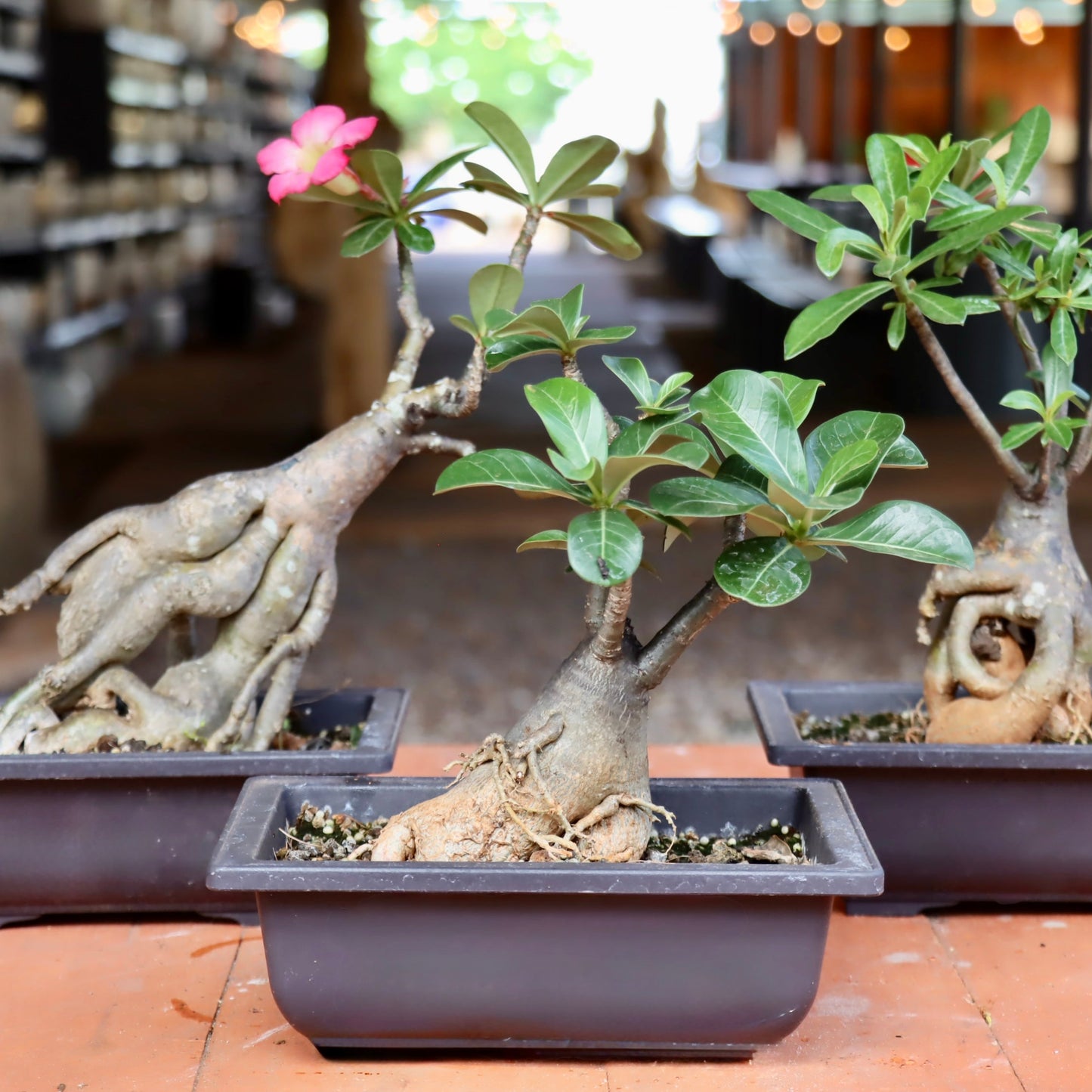 Bonsai - Adenium obesum (Desert Rose)