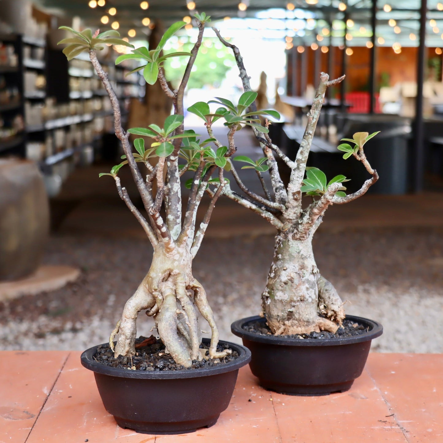 Bonsai - Adenium obesum (Desert Rose)
