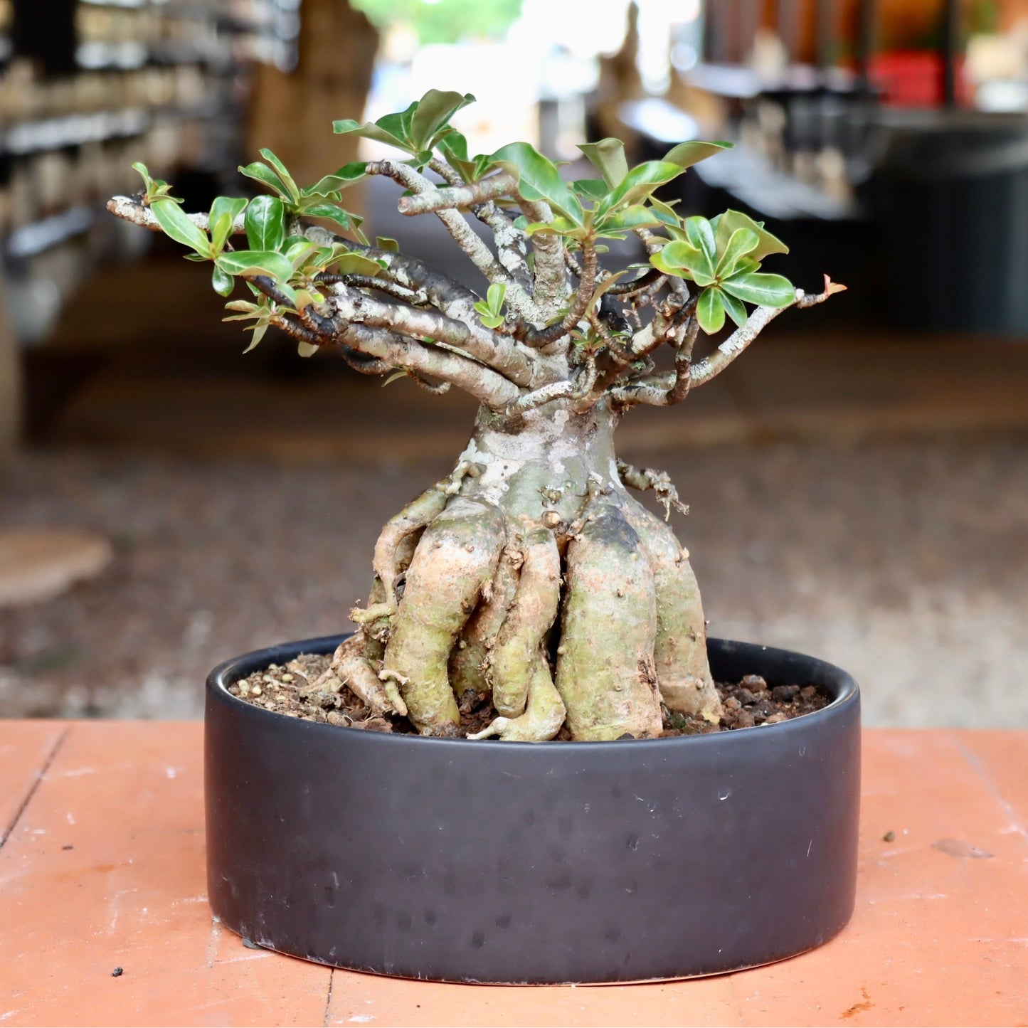 Bonsai - Adenium obesum (Desert Rose)
