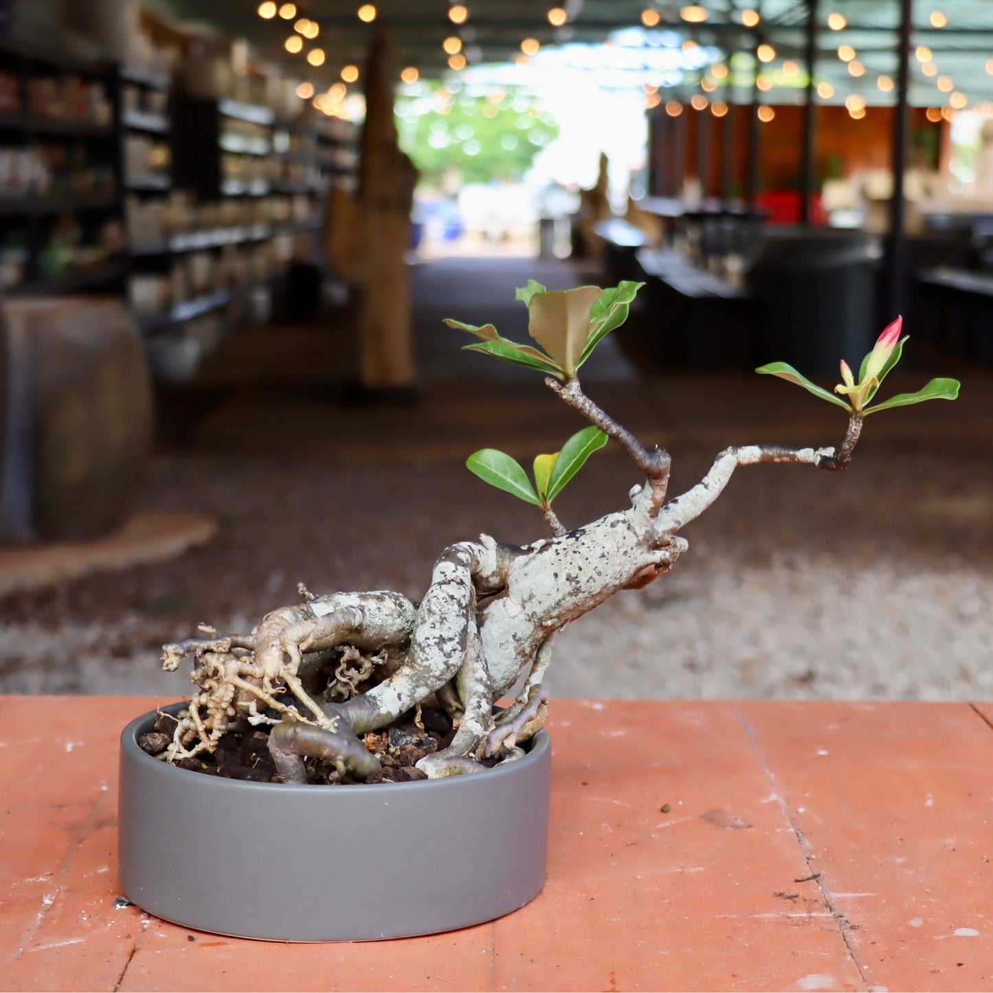 Bonsai - Adenium obesum (Desert Rose)