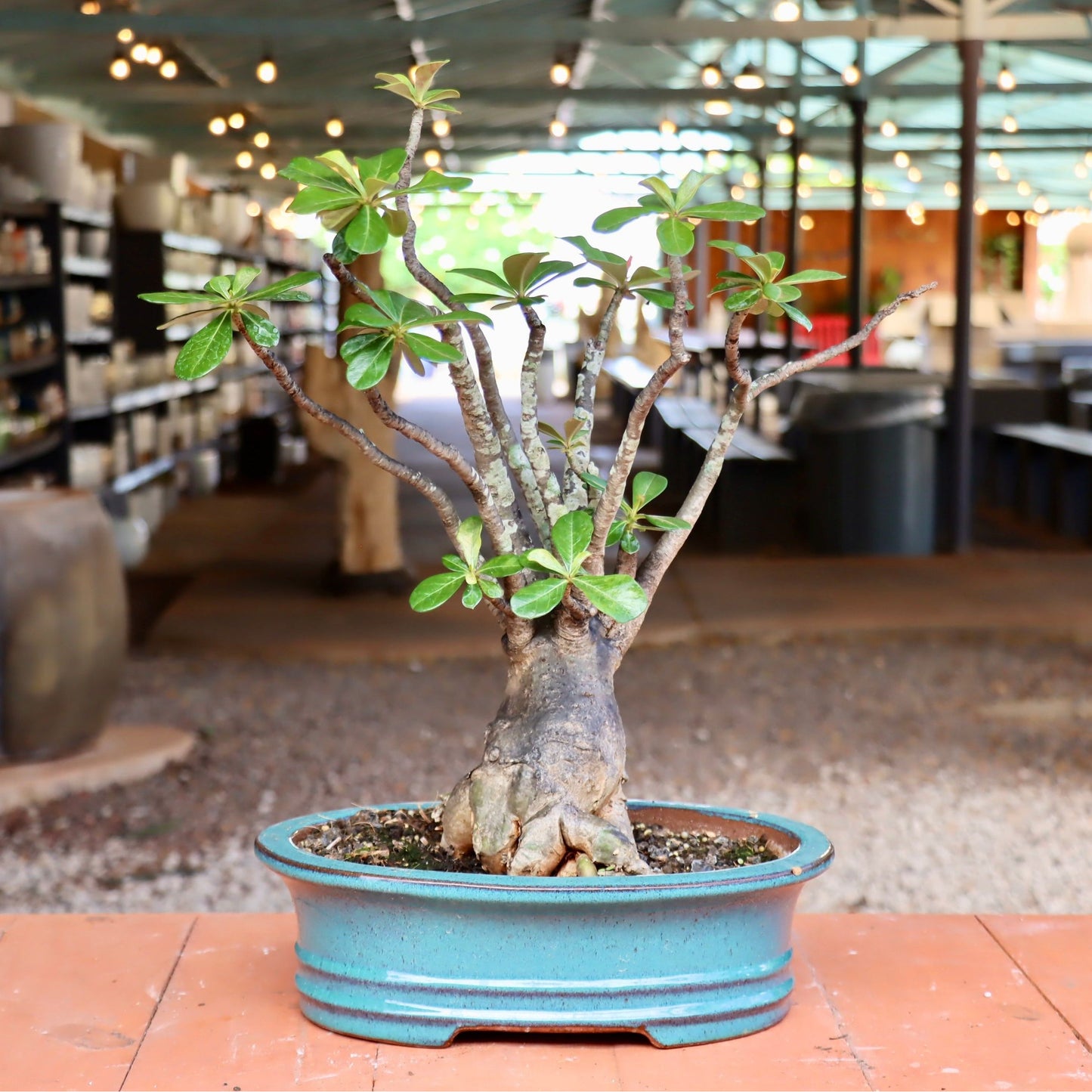 Bonsai - Adenium obesum (Desert Rose)