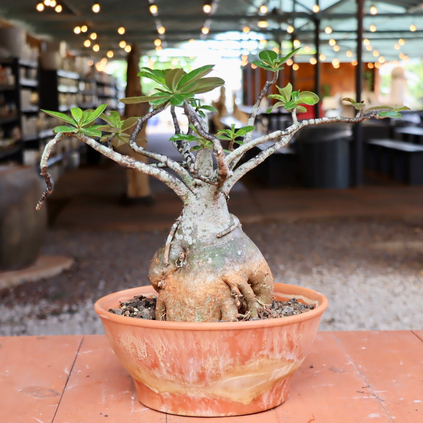 Bonsai - Adenium obesum (Desert Rose)