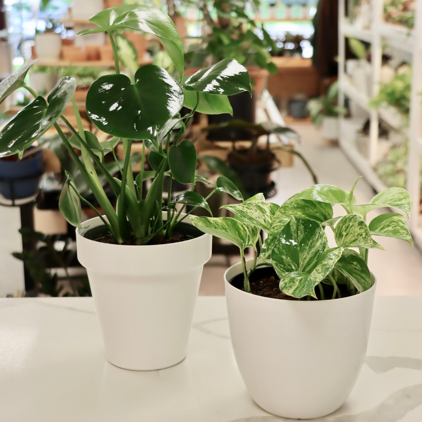 White Plastic Planter