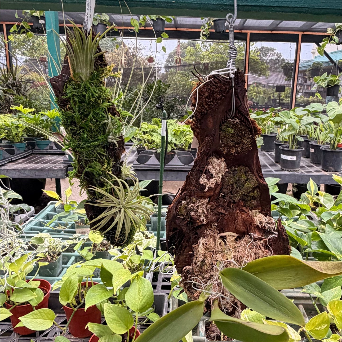 Hapu'u Air Plant Arrangements