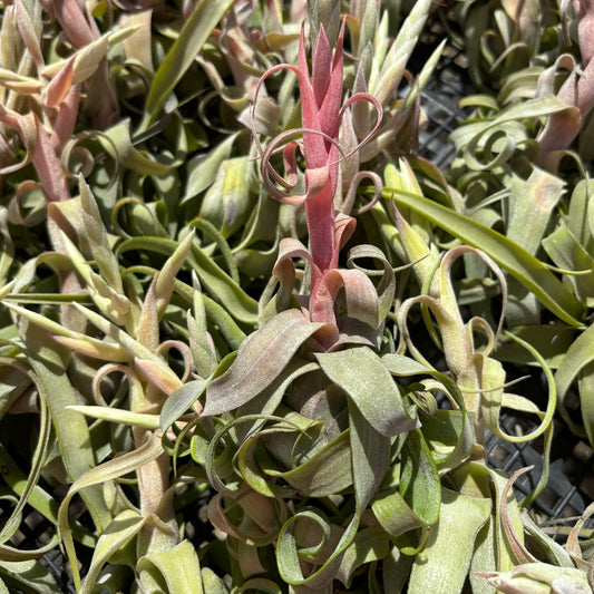 Tillandsia streptophylla