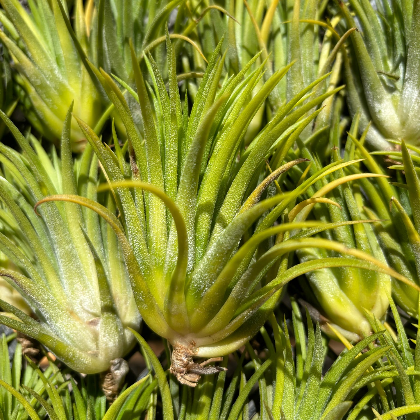 Tillandsia ionantha