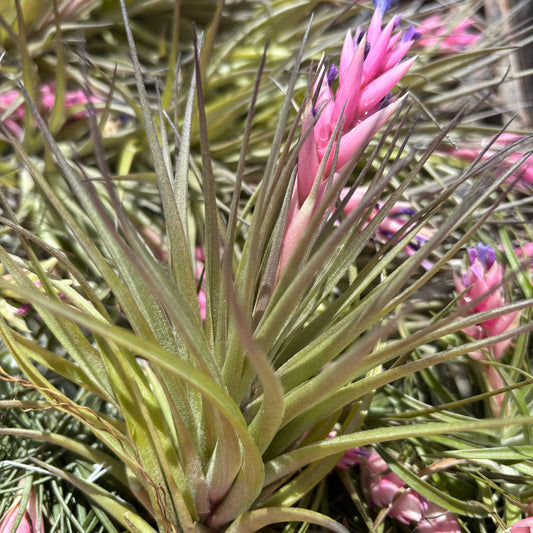 Tillandsia stricta green