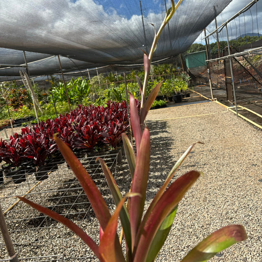 Tillandsia somnians