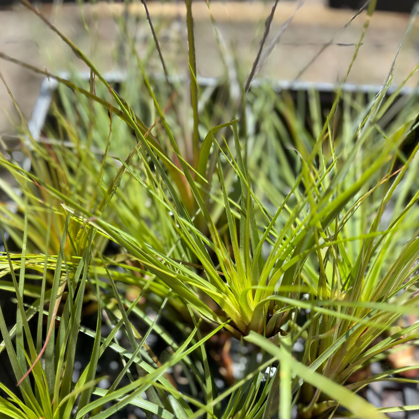 Tillandsia tricolor v melanocreter