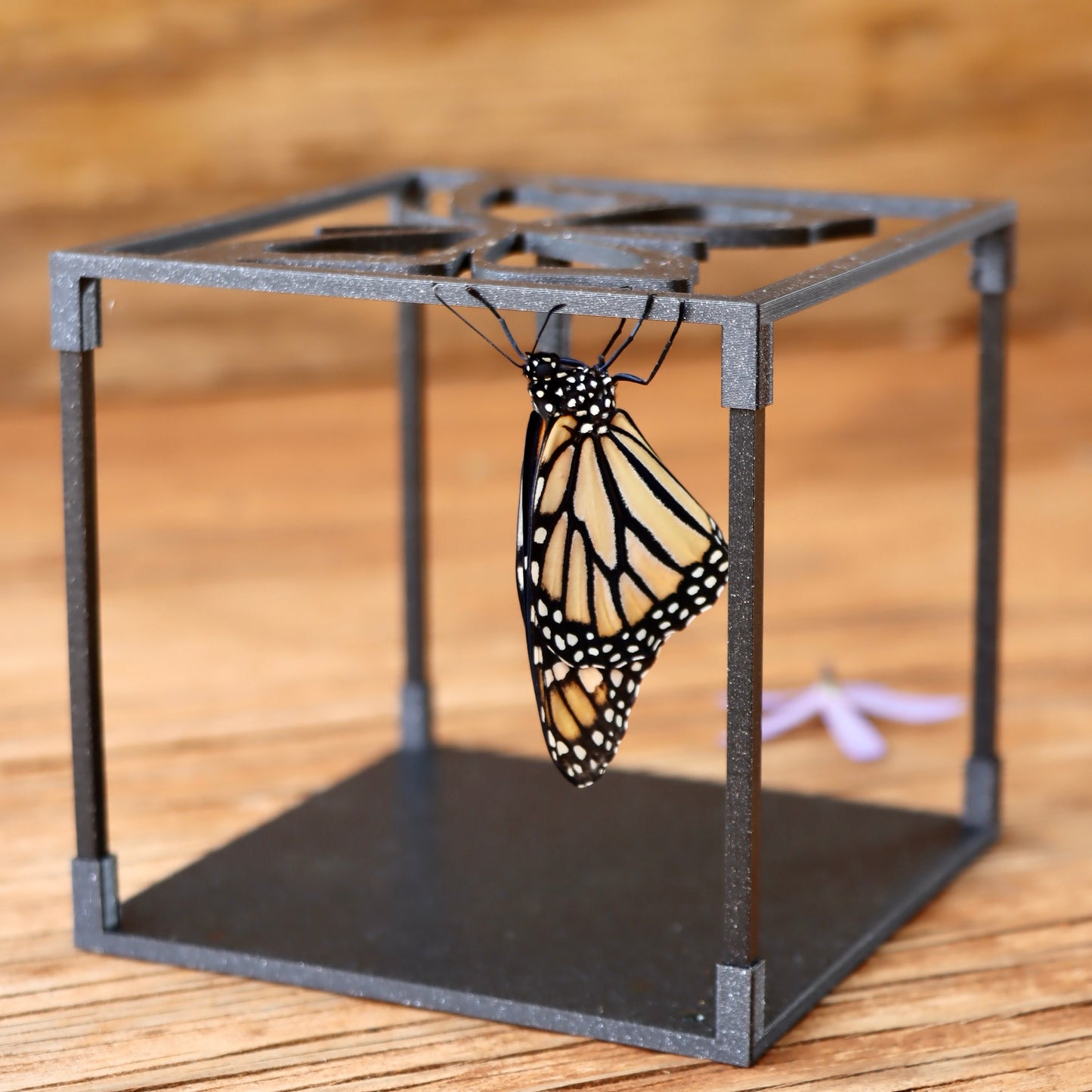 Monarch Butterfly Grow Kit