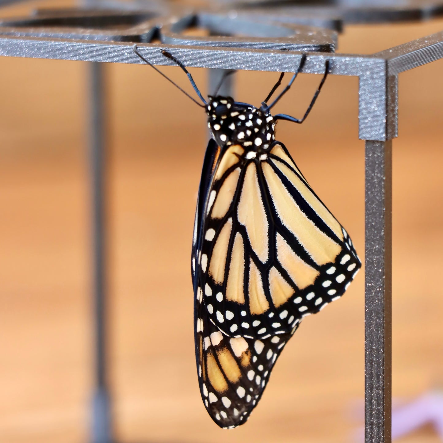 Monarch Butterfly Grow Kit