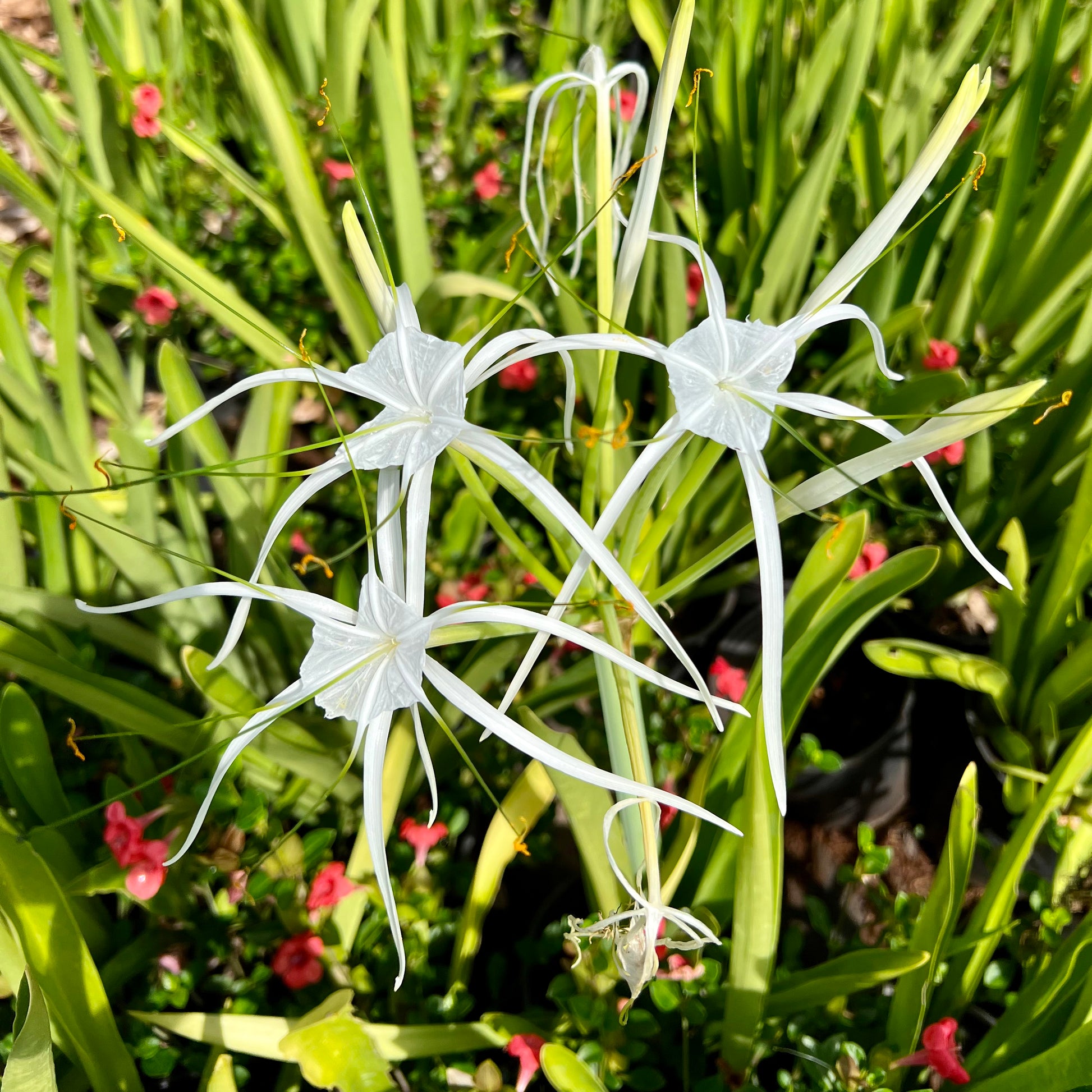 spider lily dr Dwarf Spider Lily – Mari's Gardens