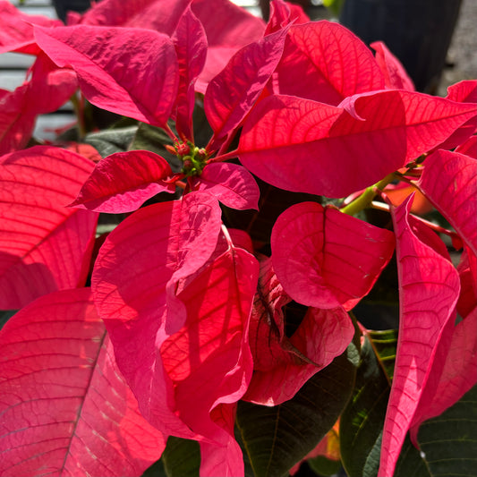 Poinsettia