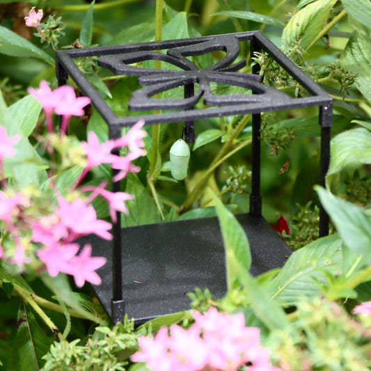 Monarch Butterfly Grow Kit