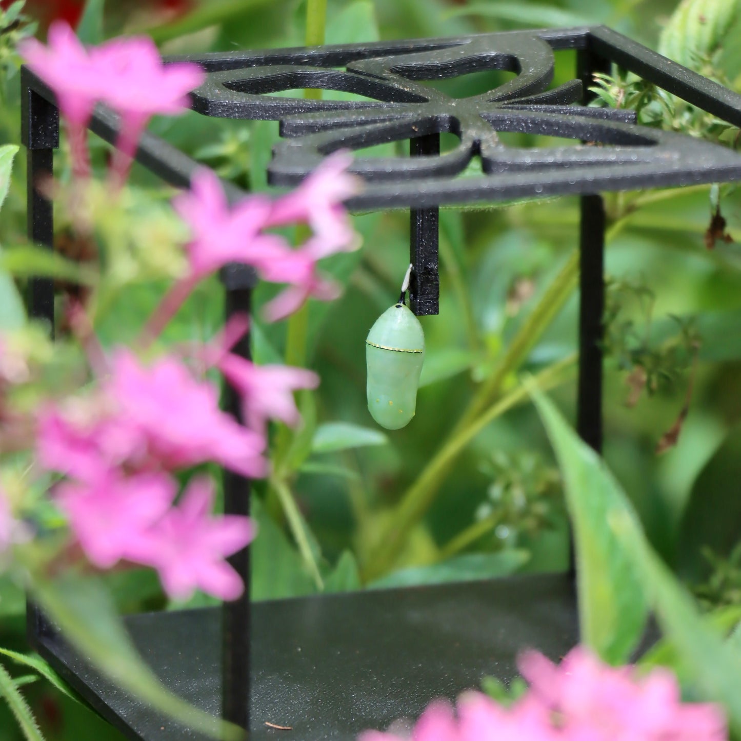 Monarch Butterfly Grow Kit