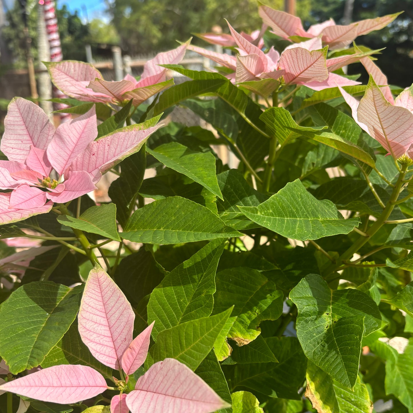 Poinsettia  (Mililani)