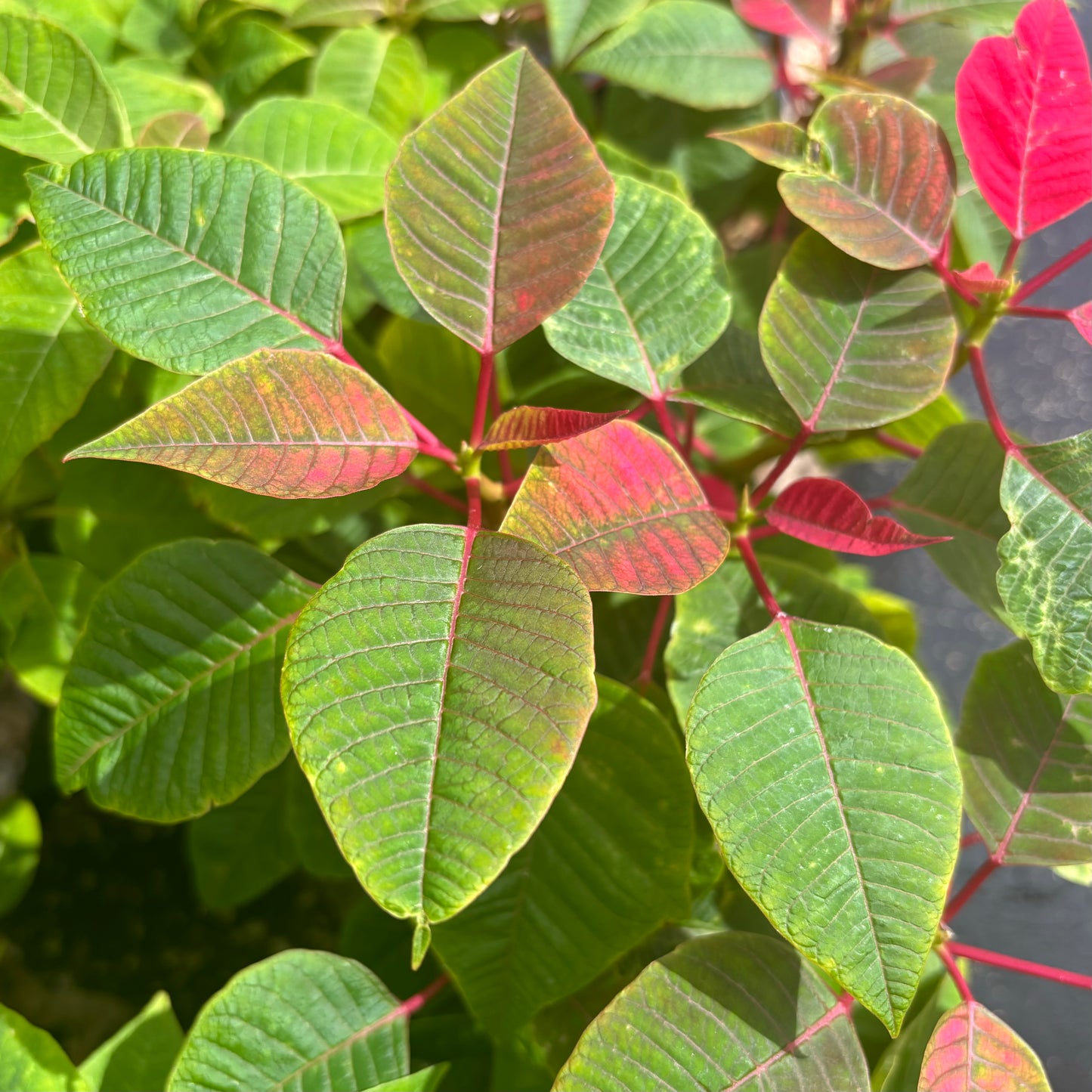 Poinsettia  (Mililani)