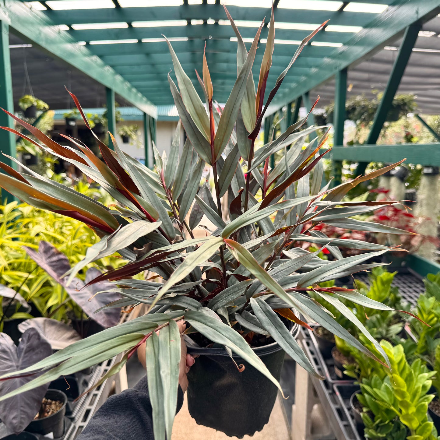 Alpinia luteocarpa, "Bamboo Ginger"
