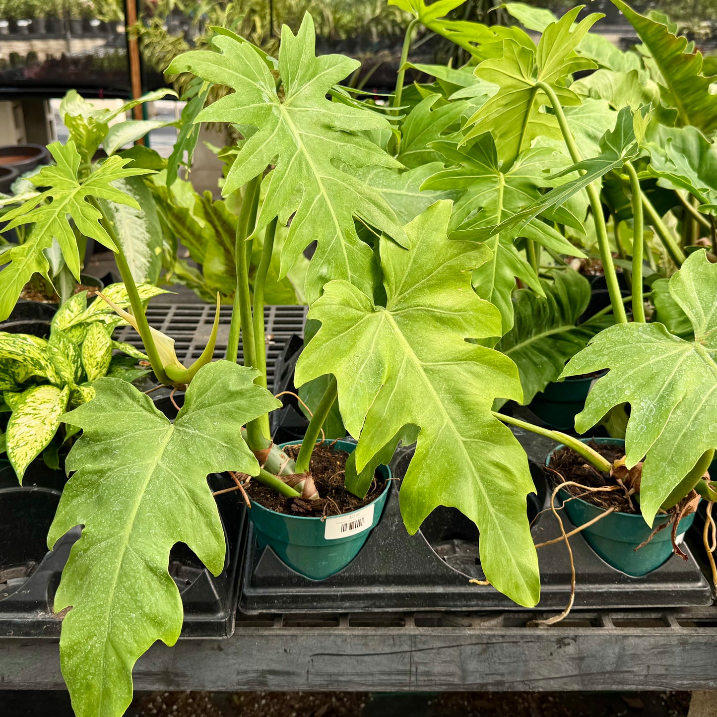 Philodendron Mayoi 'Tahiti Philodendron'