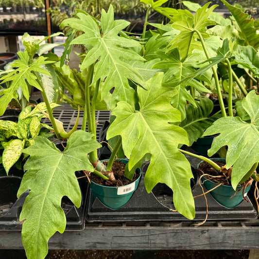 Philodendron Mayoi 'Tahiti Philodendron'