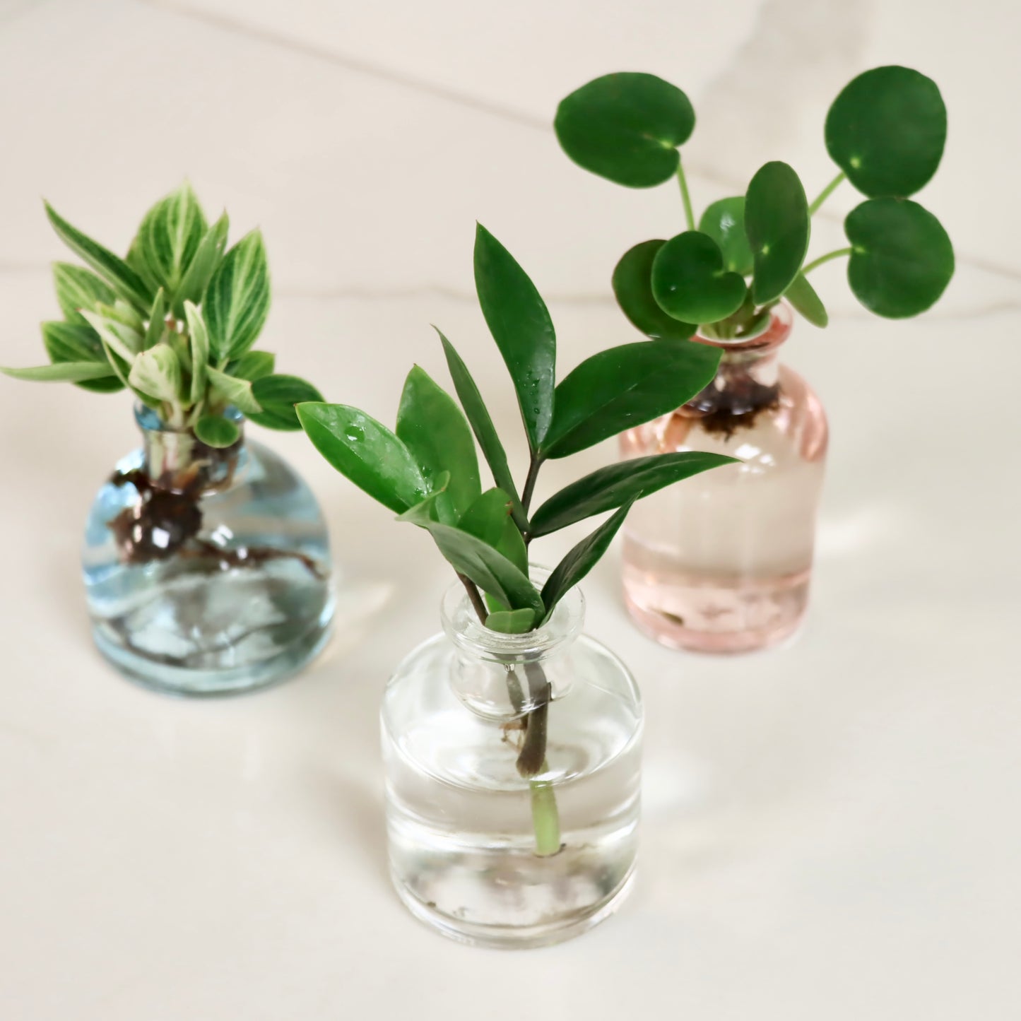 Plant Propagations