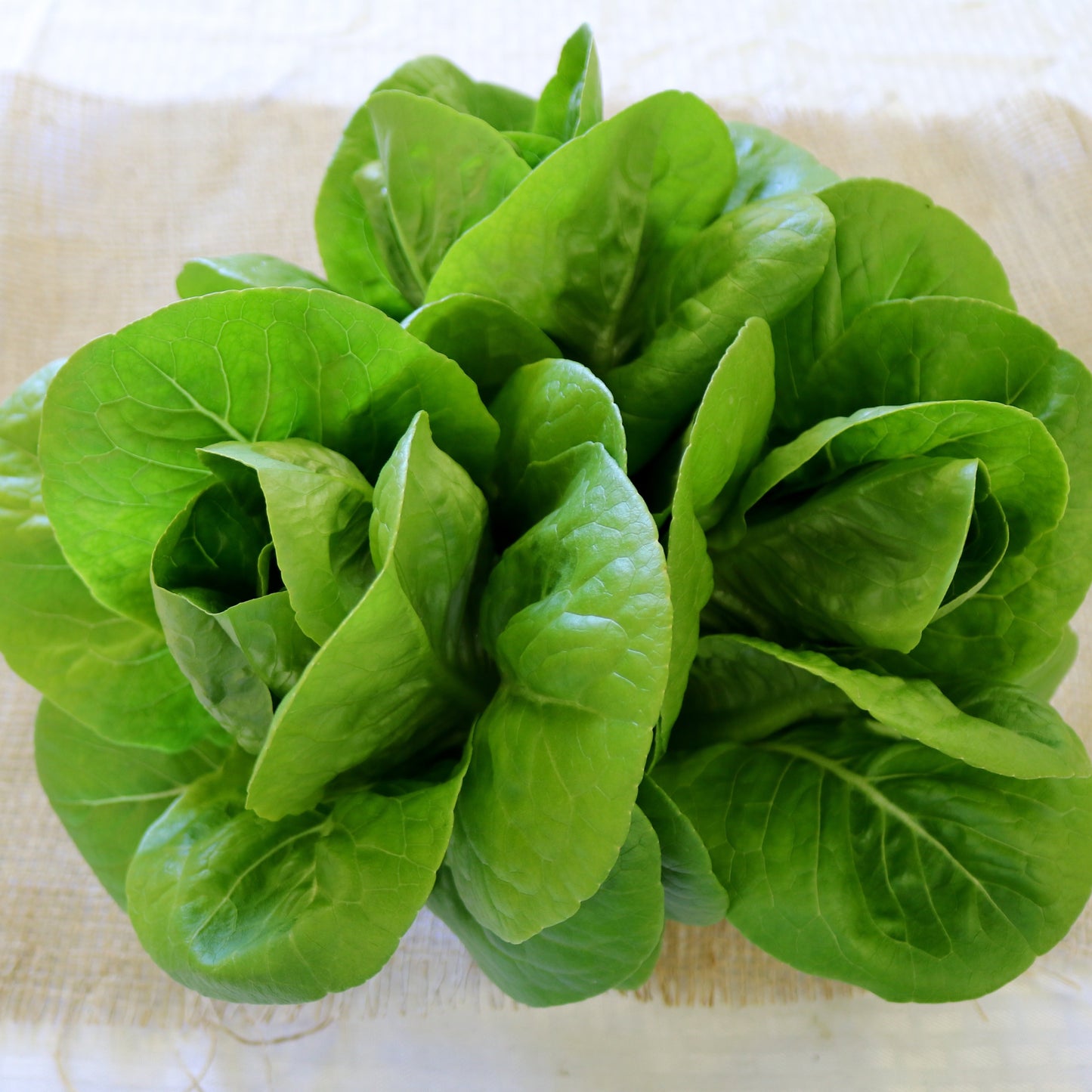 Lettuce