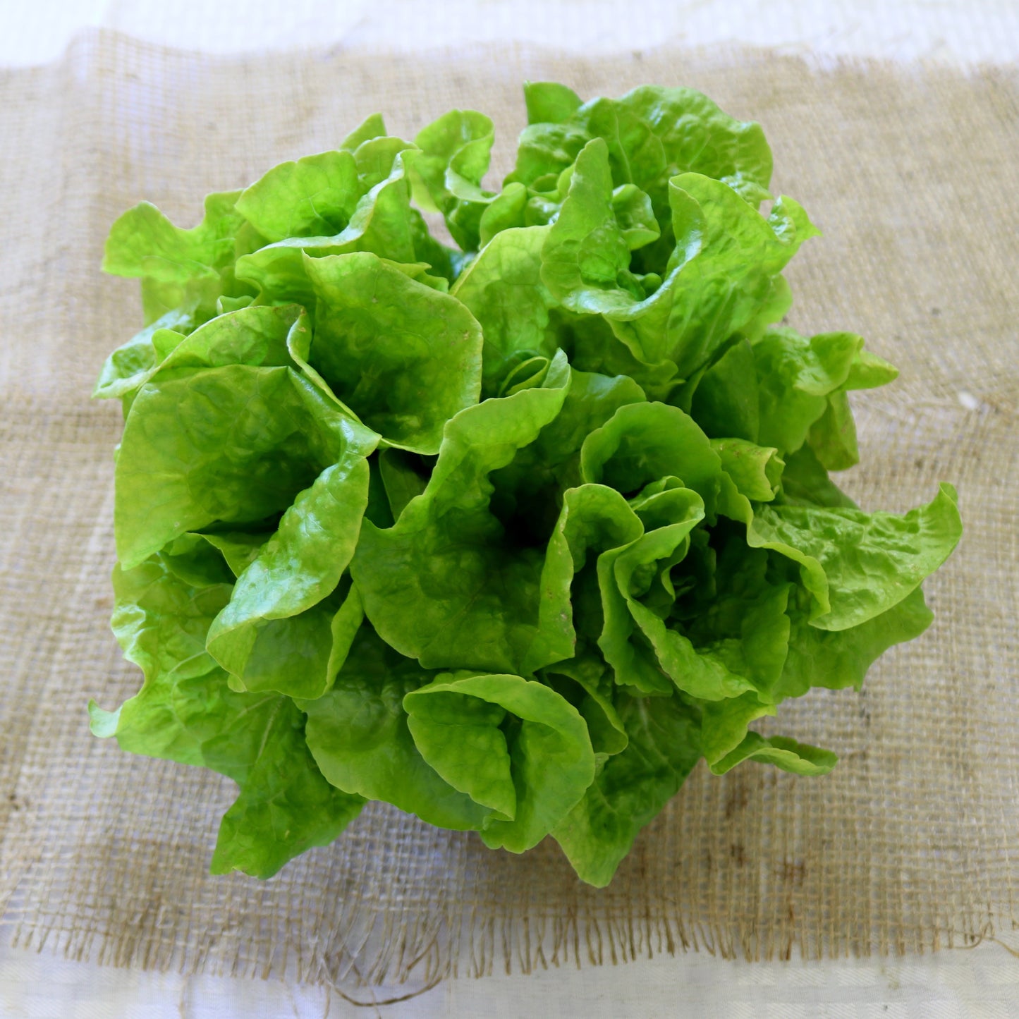 Lettuce