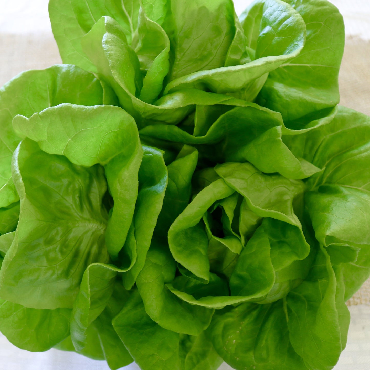 Lettuce