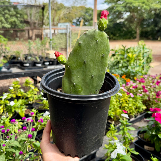 Opuntia ellisiana, "Thornless Prickly Pear Cactus"